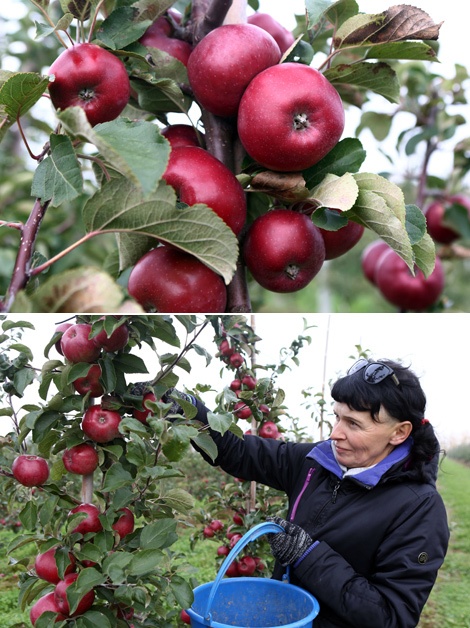 Juicy harvest
