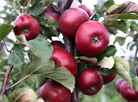 Juicy harvest