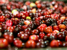 Cranberry plantations in Polesie