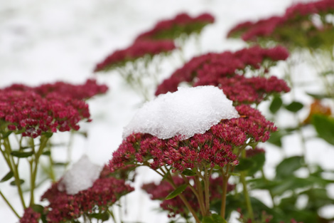 First snow in Minsk