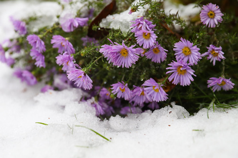 Snowy autumn
