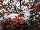 Snowy autumn