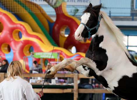 International horse show Autumn 2017