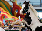 International horse show Autumn 2017