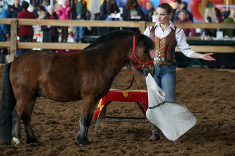 International horse show Autumn 2017