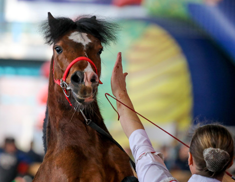 International horse show Autumn 2017