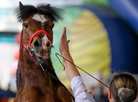 International horse show Autumn 2017