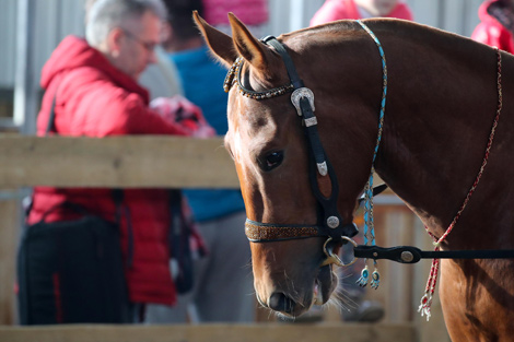International horse show Autumn 2017