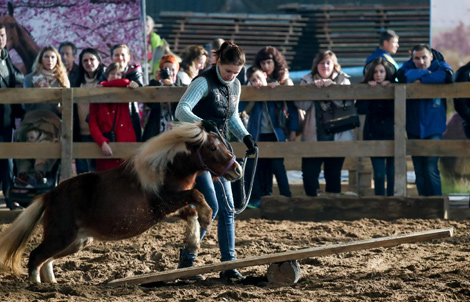 International horse show Autumn 2017