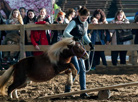 International horse show Autumn 2017
