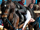 International horse show Autumn 2017