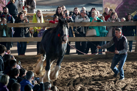International horse show Autumn 2017