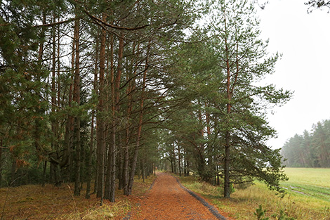 Nalibokskaya Pushcha is one of the largest forested areas of Eastern Europe 