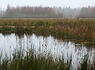 Nalibokskaya Pushcha in autumn