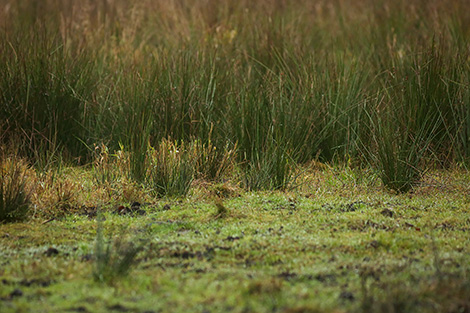 Naliboksky landscape reserve