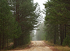 Naliboksky landscape reserve