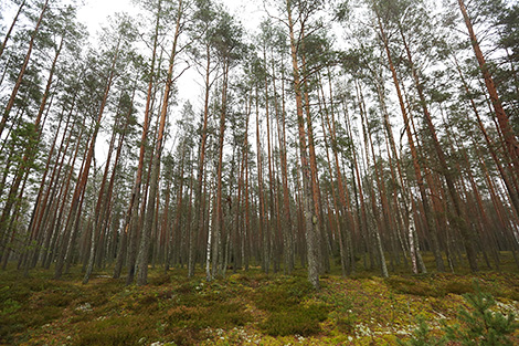 Nalibokskaya Pushcha in autumn