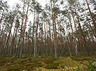 Nalibokskaya Pushcha in autumn