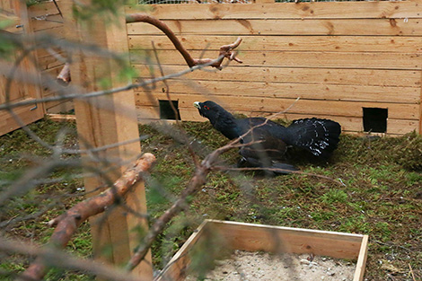 Capercaillie nursery at Nalibokskaya Pushcha 