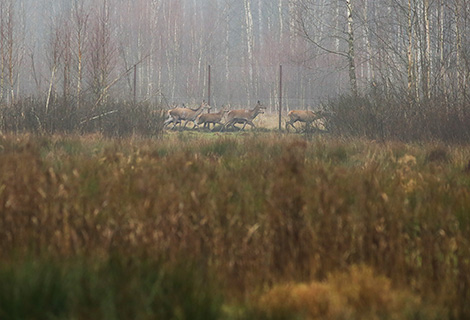 Naliboksky landscape reserve