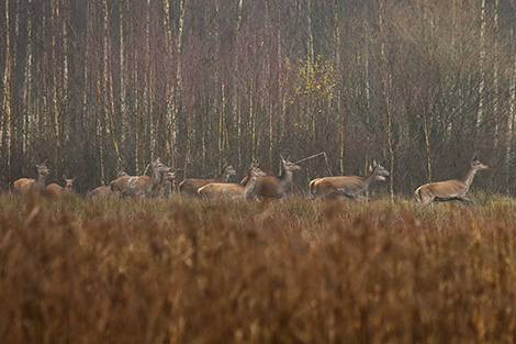 Naliboksky landscape reserve