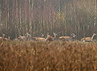 Naliboksky landscape reserve