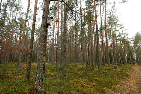 Syabrinsky Perekrestok tourist eco-path