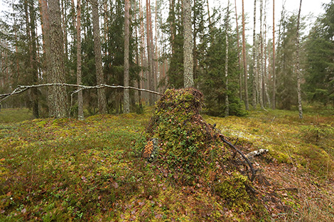 Syabrinsky Perekrestok tourist eco-path