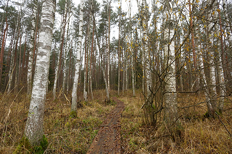 Syabrinsky Perekrestok tourist eco-path