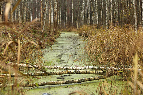 Syabrinsky Perekrestok tourist eco-path