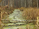 Syabrinsky Perekrestok tourist eco-path