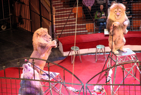 Праздничная программа 