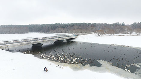 Лебединый рай: грациозные птицы зимуют на водоёме под Минском 