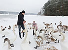 Лебеди зимуют на водохранилище Криница под Минском
