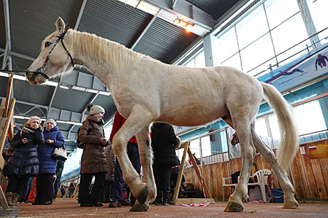 Международная выставка лошадей 