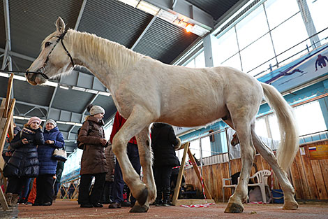 Spring 2018 horse show in Minsk