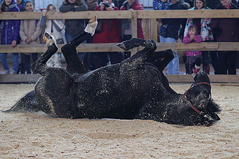 Spring 2018 horse show in Minsk