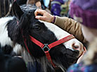 Spring 2018 horse show in Minsk