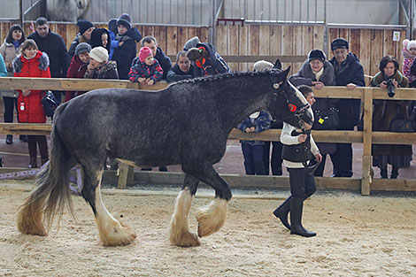Spring 2018 horse show in Minsk