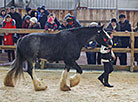 Spring 2018 horse show in Minsk