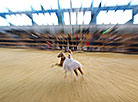 The international exhibition of pedigree horses Spring 2018