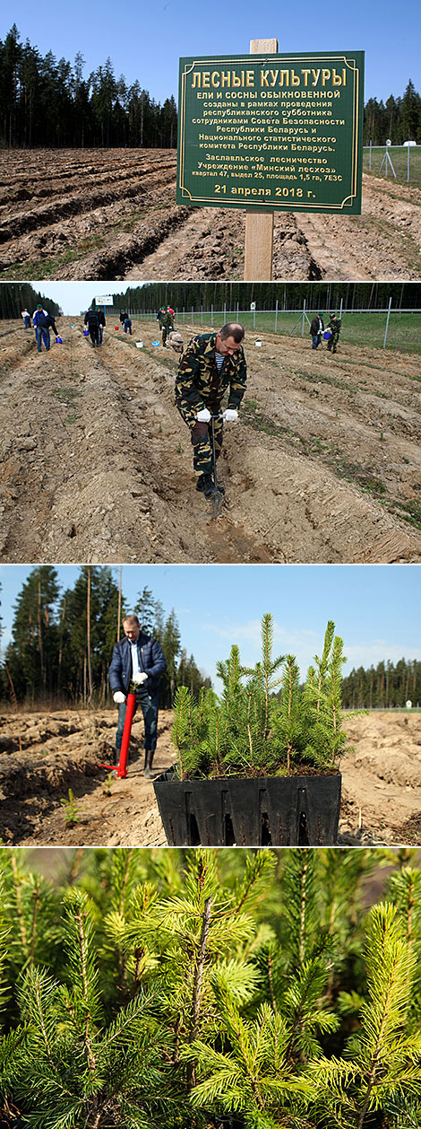 Представители Госсекретариата Совбеза и Белстата высадили около 7 тысяч саженцев в Заславском лесничестве