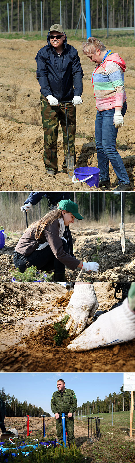 Госсекретарь Совета безопасности Станислав Зась и председатель Белстата Инна Медведева во время посадки леса