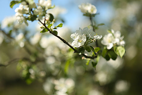 Spring in Strochitsa