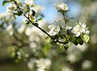 Spring in Strochitsa