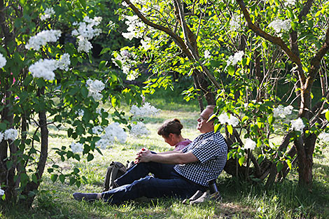 Lilac Blooms at Minsk Botanical Garden