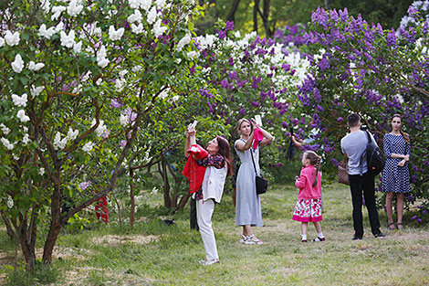 Lilac Blooms at Minsk Botanical Garden