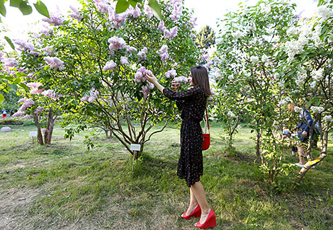 Week of Lilac at Minsk Botanical Garden
