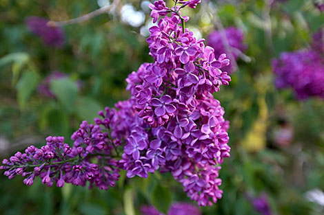 Lilac Blooms at Minsk Botanical Garden