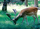 Belovezhskaya Pushcha National Park